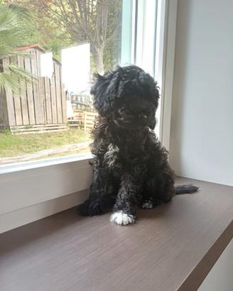 Cuccioli di barboncino