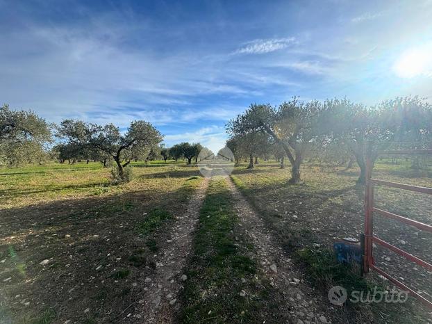 TER. AGRICOLO A LUCERA