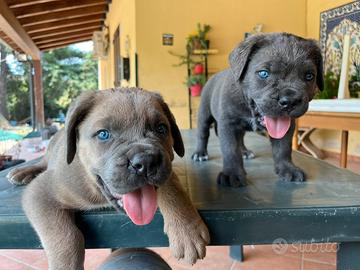 Cuccioli cane corso
