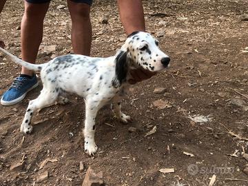 Cuccioli setter inglese