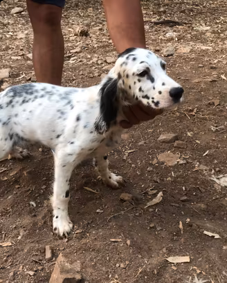 Cuccioli setter inglese