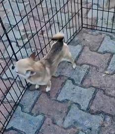 Cane Chihuahua