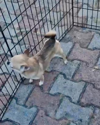 Cane Chihuahua