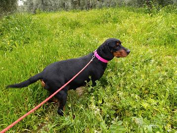 Slovensky kopov da cinghiale