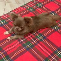 NOAH CHIHUAHUA linea THAILANDESE