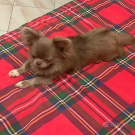 NOAH CHIHUAHUA linea THAILANDESE