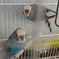 Cocoriti