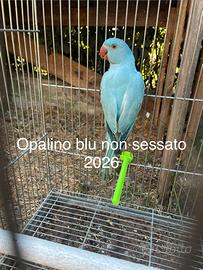 Parrocchetti dal collare singoli o coppie