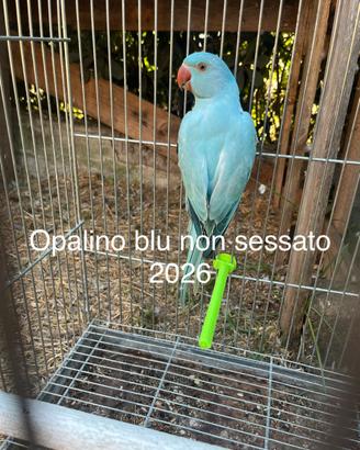 Parrocchetti dal collare singoli o coppie
