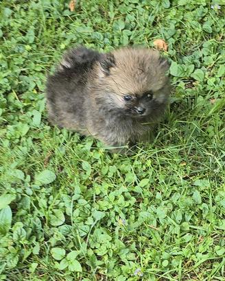 Volpino di pomerania small