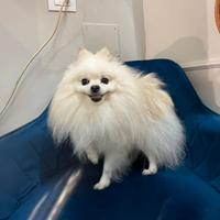 Spitz di Pomerania bianco - PER MONTE