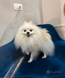 Spitz di Pomerania bianco - PER MONTE