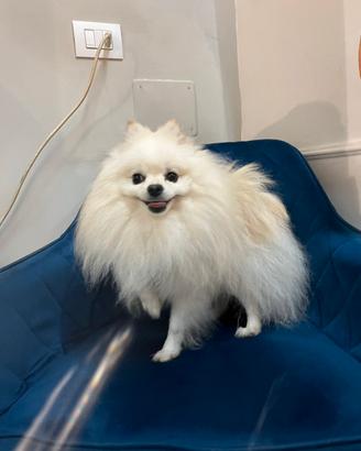 Spitz di Pomerania bianco - PER MONTE