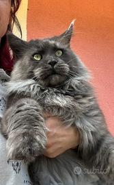 Maine coon