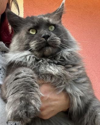 Maine coon