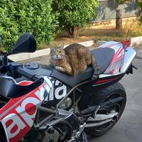 Aprilia Dorsoduro 750