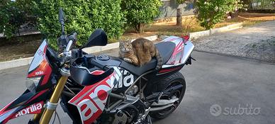 Aprilia Dorsoduro 750