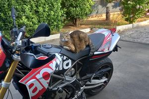 Aprilia Dorsoduro 750