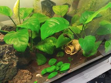 anubias