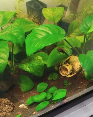 anubias