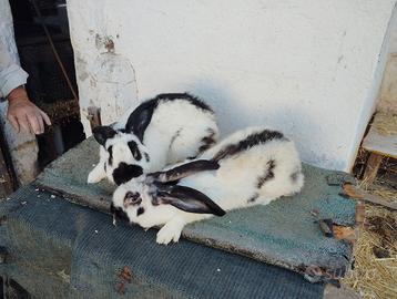 Coppia conigli papillon