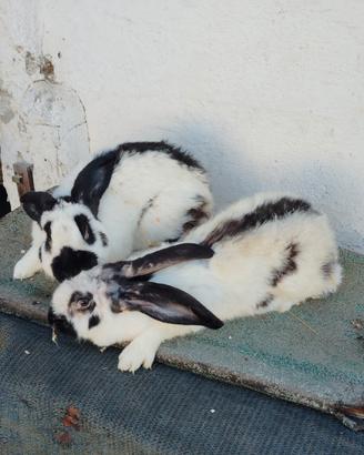 Coppia conigli papillon