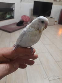 Cocorite allevato a mano