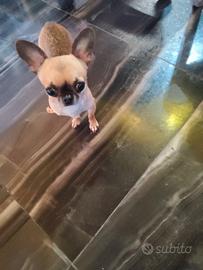 derè chihuahua mini Toy 