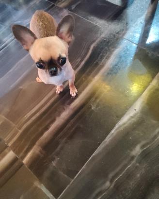 derè chihuahua mini Toy 