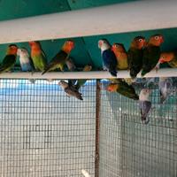 Inseparabili fischer