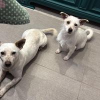 Cuccioli 8 mesi