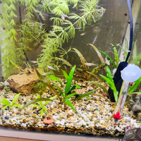 Guppy