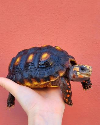 Tartaruga zampe rosse dell'Argentina