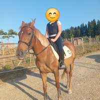 Vendita pony duchessa