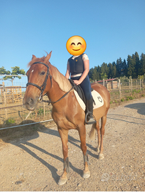 Vendita pony duchessa