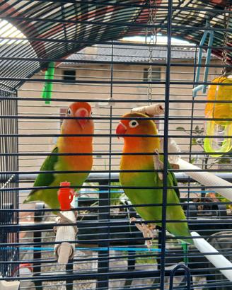 Pappagallini inseparabili con gabbia