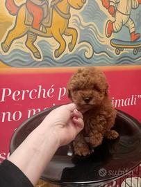 Barboncino Toy Red Maschio