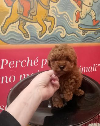 Barboncino Toy Red Maschio