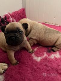 Bouledogue Francese cucciolo