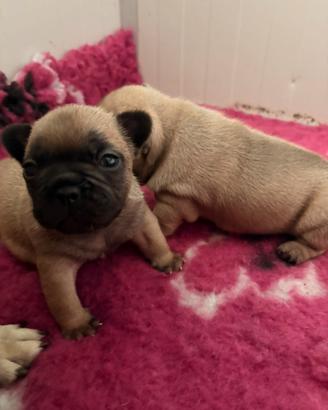 Bouledogue Francese cucciolo