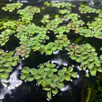 Salvinia Cucullata (pianta galleggiante)