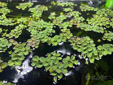 Salvinia Cucullata (pianta galleggiante)