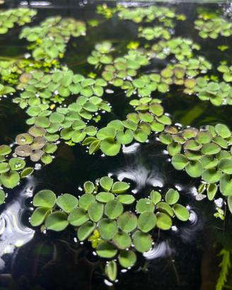 Salvinia Cucullata (pianta galleggiante)