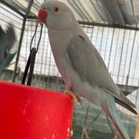 Coppia Parrocchetti dal collare