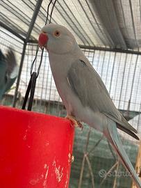 Coppia Parrocchetti dal collare