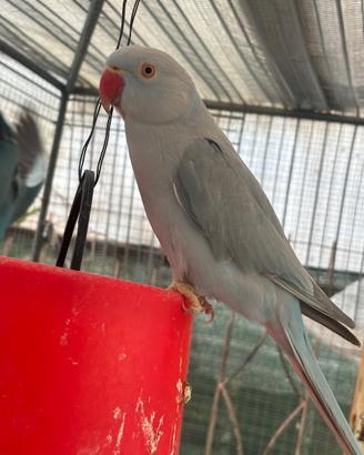 Coppia Parrocchetti dal collare