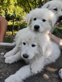 Cuccioli pastore abruzzese