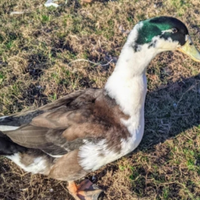 Anatre germano incrociate