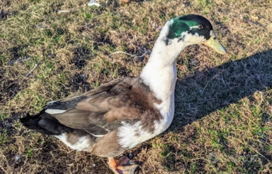 Anatre germano incrociate