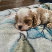 Cuccioli di cavalier king